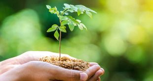 Go Green! 5 Langkah Praktis Hidup Ramah Lingkungan di Rumah untuk Masa Depan Lebih Hijau